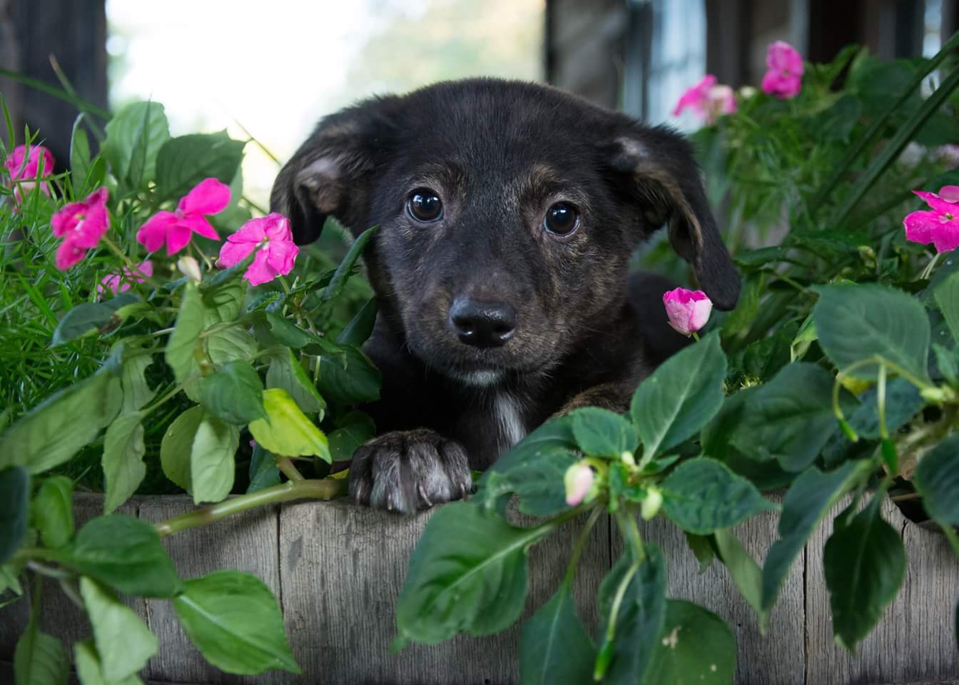 Dog in Flowers